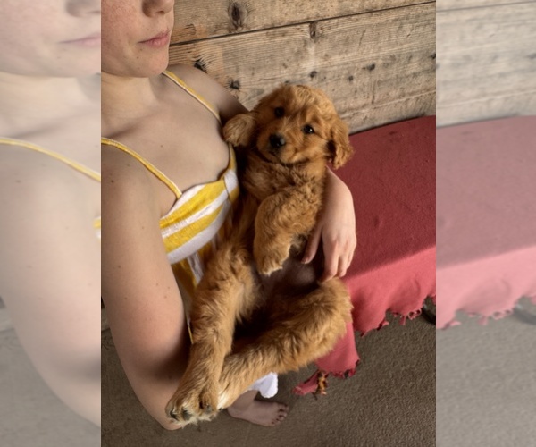 Medium Photo #3 Golden Retriever Puppy For Sale in VERMONTVILLE, MI, USA