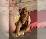 Small #2 Golden Retriever