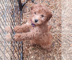 Goldendoodle (Miniature) Puppy for sale in SPOTSYLVANIA, VA, USA