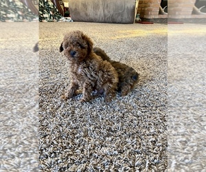 Poodle (Toy) Puppy for sale in LAPOINT, UT, USA