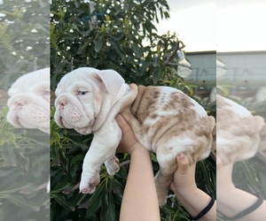English Bulldog Dog for Adoption in RIVERSIDE, California USA