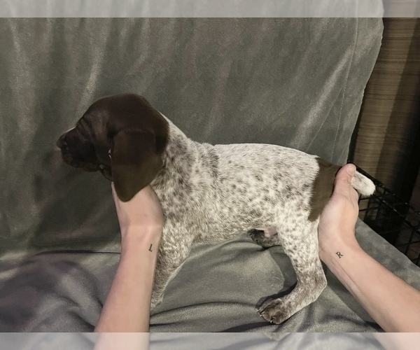 Medium Photo #9 German Shorthaired Pointer Puppy For Sale in MAKANDA, IL, USA