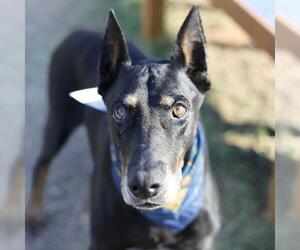 Doberman Pinscher Dogs for adoption in San Antonio, TX, USA