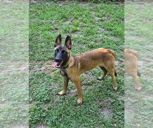 Nacho - Located in Georgia - Female Mutt Dog for Adoption - Photo #4