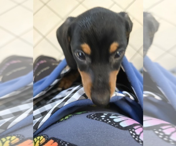 Medium Photo #1 Dachshund Puppy For Sale in CHOCTAW, OK, USA