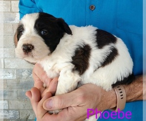 Aussiedoodle Puppy for sale in MARION, TX, USA