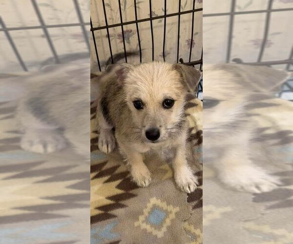Medium Photo #6 ShiChi Puppy For Sale in New York, NY, USA