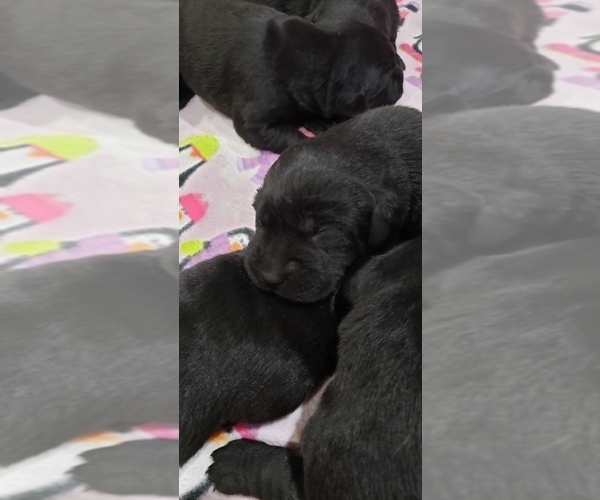 Medium Photo #2 Labrador Retriever Puppy For Sale in OLYMPIA, WA, USA