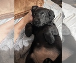 Small #30 Labrador Retriever