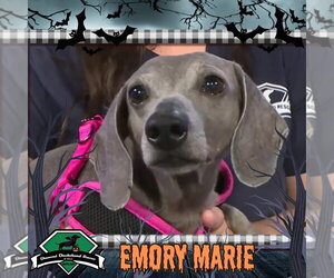 Emory Marie+ - Female Dachshund Dog for Adoption - Photo #5