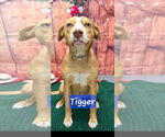 Small #2 Beagle-Catahoula Leopard Dog Mix