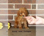 Image preview for Ad Listing. Nickname: Sunny
