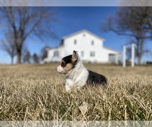 Pembroke Welsh Corgi Puppy for sale in ARTHUR, IL, USA