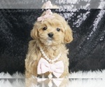 Small #3 Maltipoo