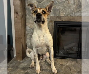 Aston - Male Mutt Dog for Adoption - Photo #11