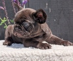 Small Photo #32 French Bulldog Puppy For Sale in GOSHEN, IN, USA