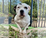 Small #4 American Staffordshire Terrier Mix