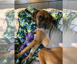 Boxer Dogs for adoption in Dumont, NJ, USA