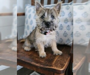 Cairn Terrier Puppy for sale in BYRON CENTER, MI, USA