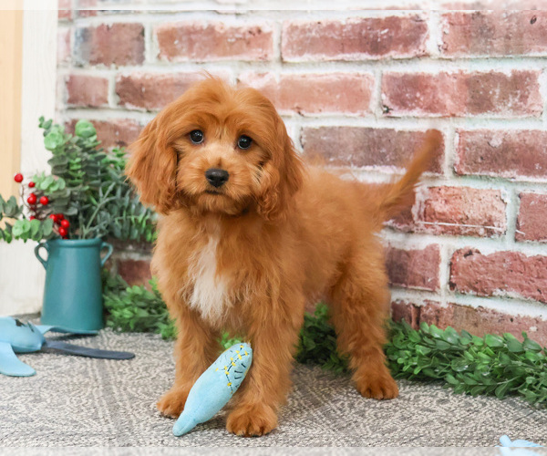 Medium Photo #5 Cavapoo (Miniature) Puppy For Sale in SYRACUSE, IN, USA