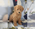 Small Photo #9 Goldendoodle (Miniature) Puppy For Sale in MILWAUKEE, WI, USA