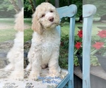 Small Photo #5 Saint Berdoodle Puppy For Sale in PAW PAW, MI, USA