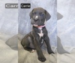 Puppy Carrie Cane Corso