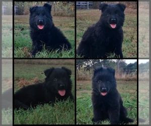German Shepherd Dog Puppy for sale in COUCH, MO, USA