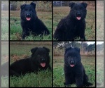 Small German Shepherd Dog