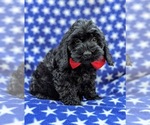Small Photo #4 Cock-A-Poo-Poodle (Miniature) Mix Puppy For Sale in CHRISTIANA, PA, USA