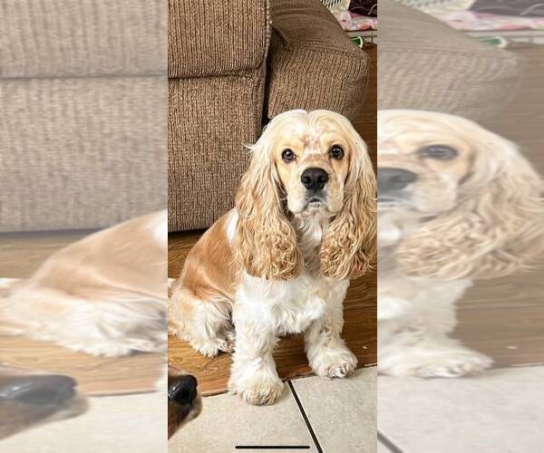 Medium Photo #1 Cocker Spaniel Puppy For Sale in IRVINE, CA, USA