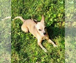 Small #5 Chihuahua