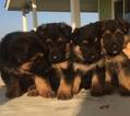 Small Photo #3 German Shepherd Dog Puppy For Sale in PORTERVILLE, CA, USA