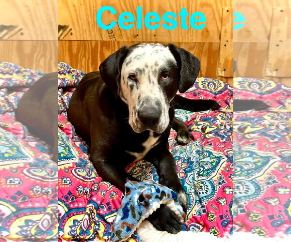 Medium Photo #3 Catahoula Leopard Dog-Great Dane Mix Puppy For Sale in Alexander, AR, USA