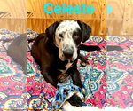 Small #2 Catahoula Leopard Dog-Great Dane Mix
