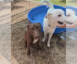 Small #4 Labrador Retriever Mix