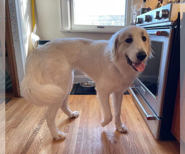 Medium Photo #2 Great Pyrenees Puppy For Sale in Minneapolis, MN, USA
