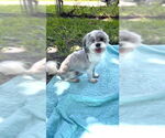 Small Shih Tzu