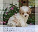 Small #1 Goldendoodle (Miniature)