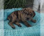 Image preview for Ad Listing. Nickname: Tiger