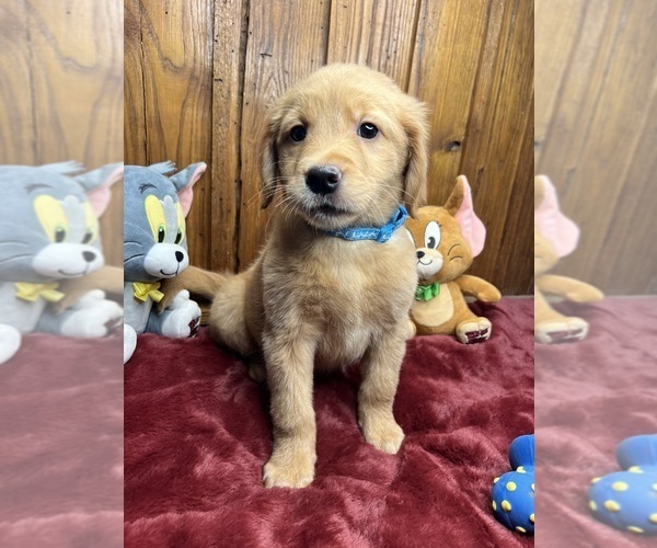 Medium Photo #1 Golden Retriever Puppy For Sale in NEOLA, WV, USA