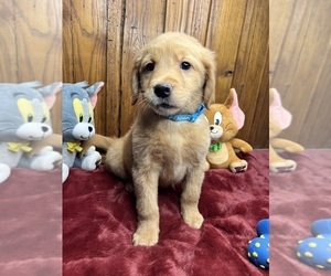 Golden Retriever Puppy for sale in NEOLA, WV, USA