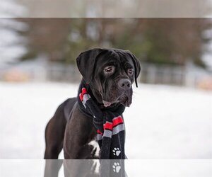 Marvel - Female Mutt Dog for Adoption - Photo #6