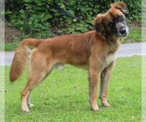 Mutt Dogs for adoption in Prattville, AL, USA