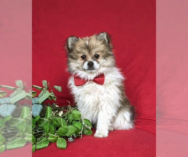 Medium Photo #2 Pomeranian Puppy For Sale in OXFORD, PA, USA