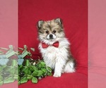 Small Photo #2 Pomeranian Puppy For Sale in OXFORD, PA, USA