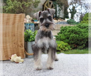 Schnauzer (Miniature) Puppy for sale in SYRACUSE, IN, USA