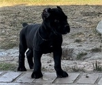 Puppy Black Collar Cane Corso