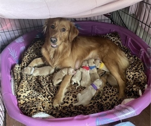 Mother of the Golden Retriever puppies born on 12/30/2022