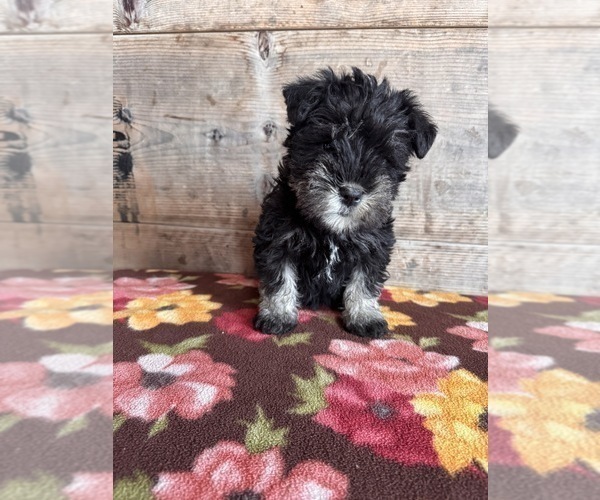 Medium Photo #22 Schnauzer (Miniature) Puppy For Sale in VERMONTVILLE, MI, USA